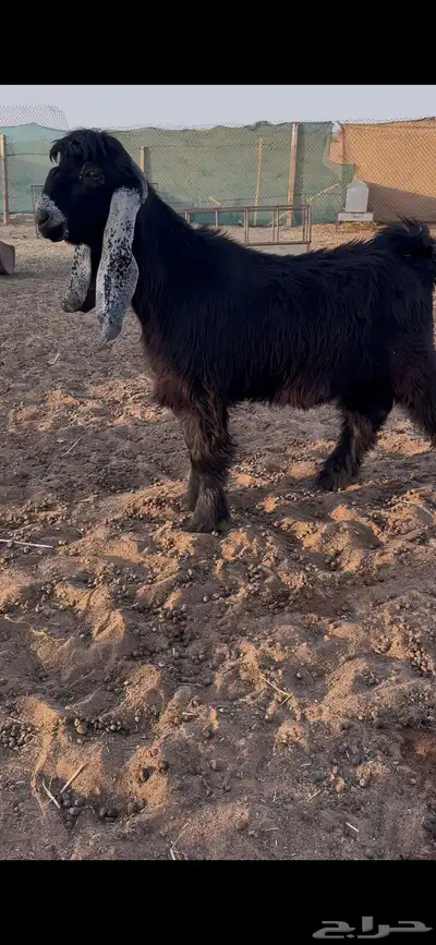 تيس فحل عارضي معرف 1