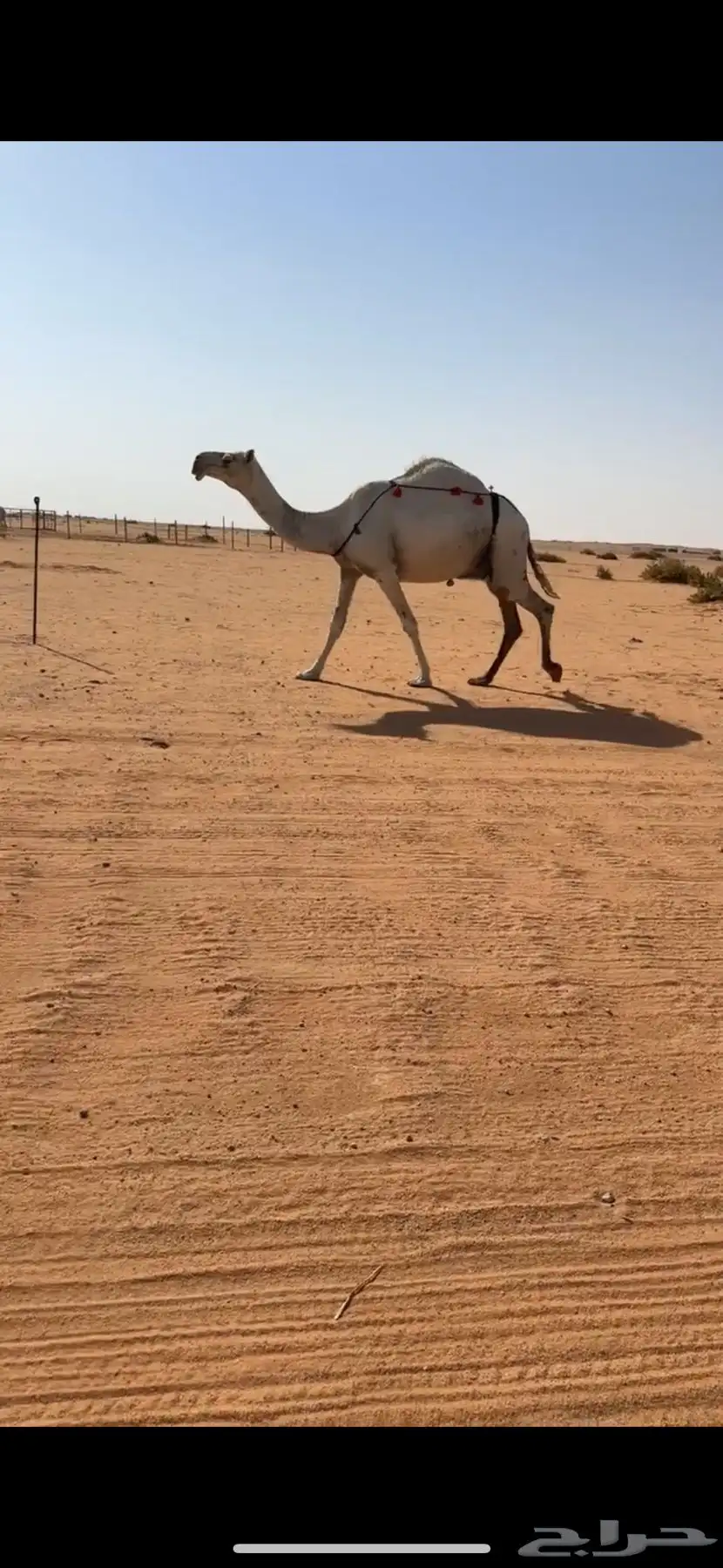 للبيع خفوت وضحا كفووو عليها وسم ابن غصين كحلانيه 1