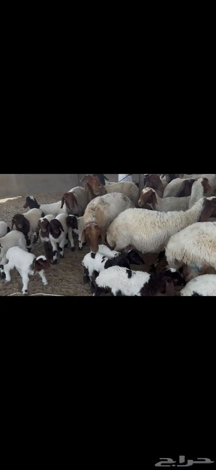غنم نعيم متابيع . 2