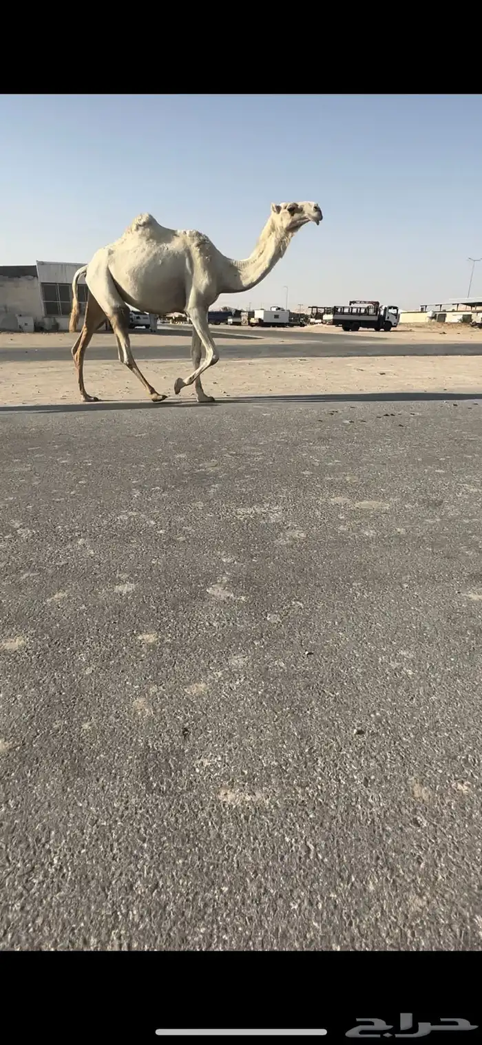 لقحه بكر باتليه 1