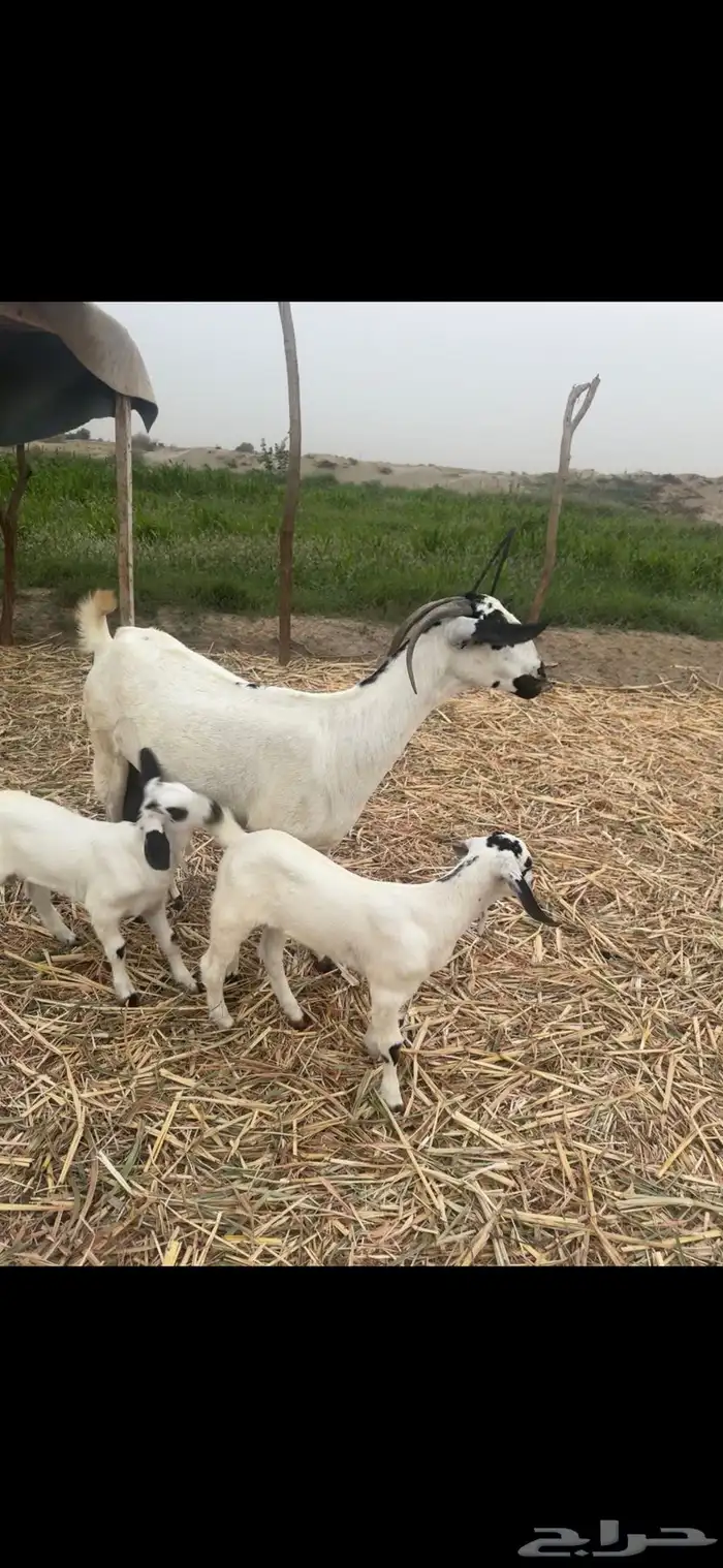 عنز فاخره للبيع 1