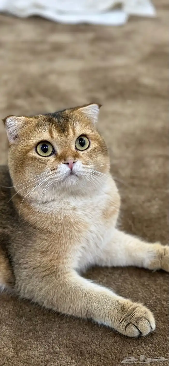 كيتن سكوتش فولد بيور 5