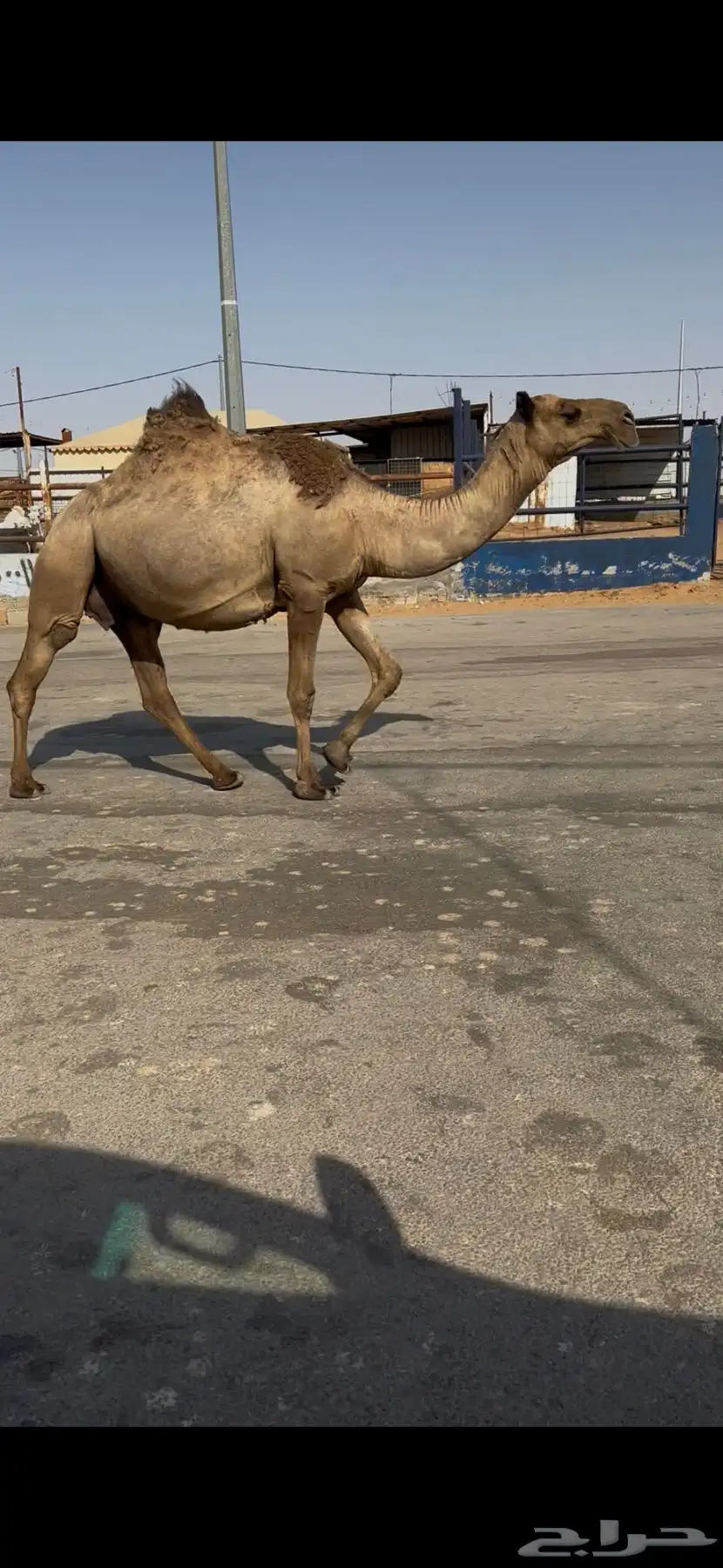 البيع القحه كفو عل شروط بعير طيب وضح 1