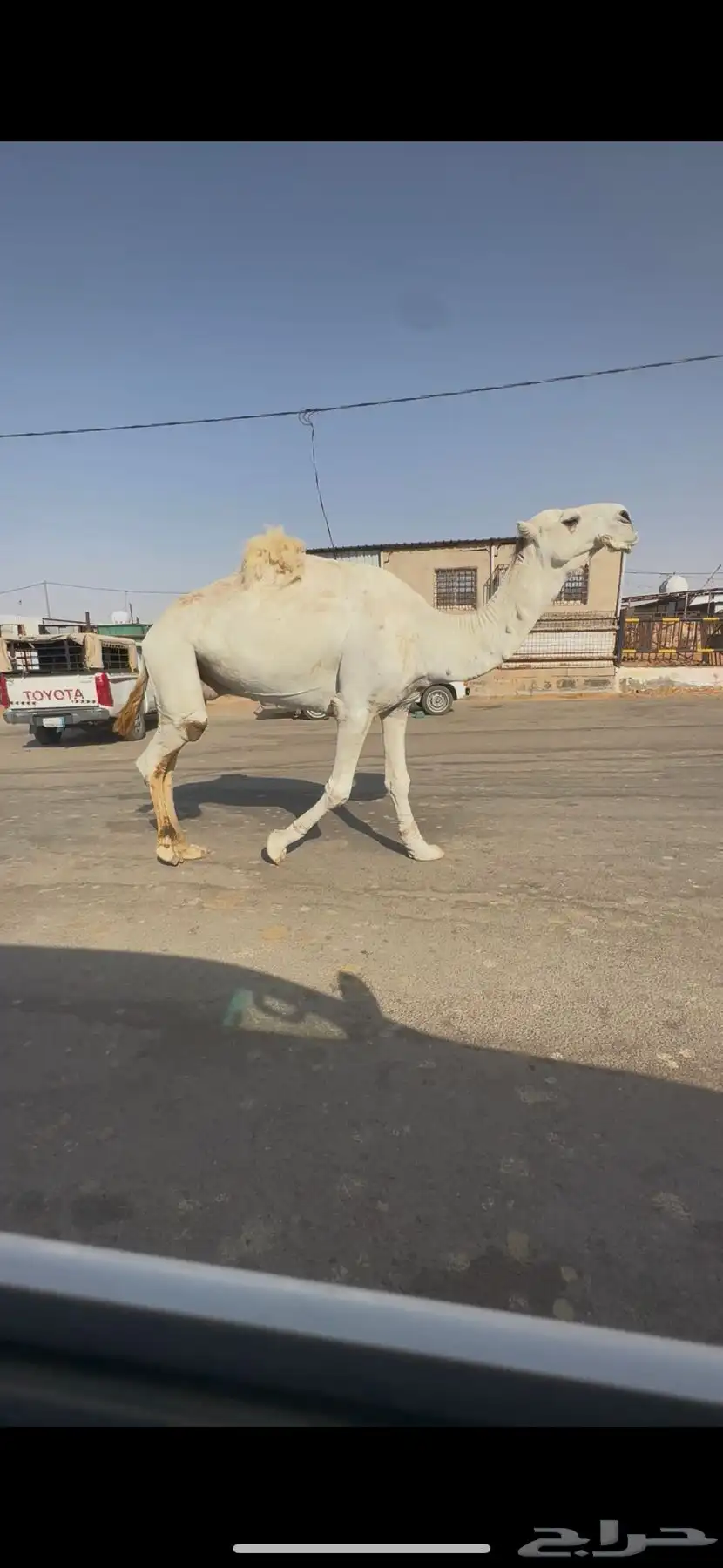 البيع القحه كفو عل شروط بعير طيب وضح 8