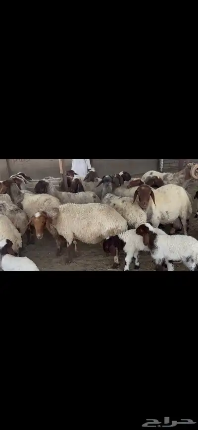 غنم نعيم متابيع . 6