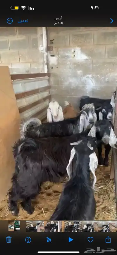 ذبايح بريه حري نعيمي نجدي تيوس يوجد خدمه الذبح والتوصيل 16