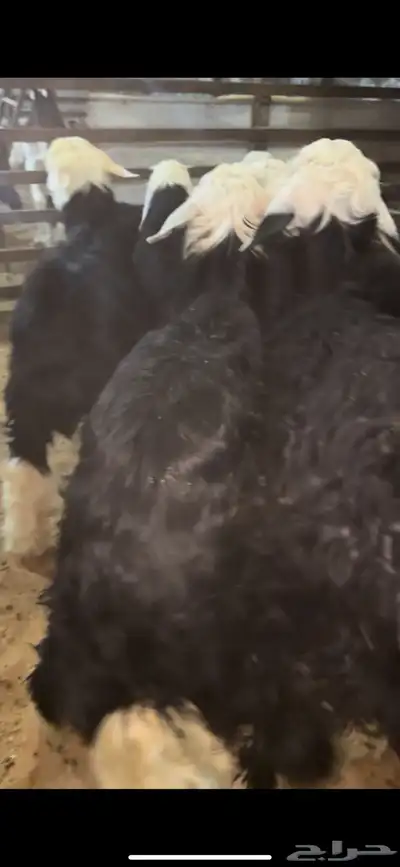 ذبايح بريه حري نعيمي نجدي تيوس يوجد خدمه الذبح والتوصيل 8