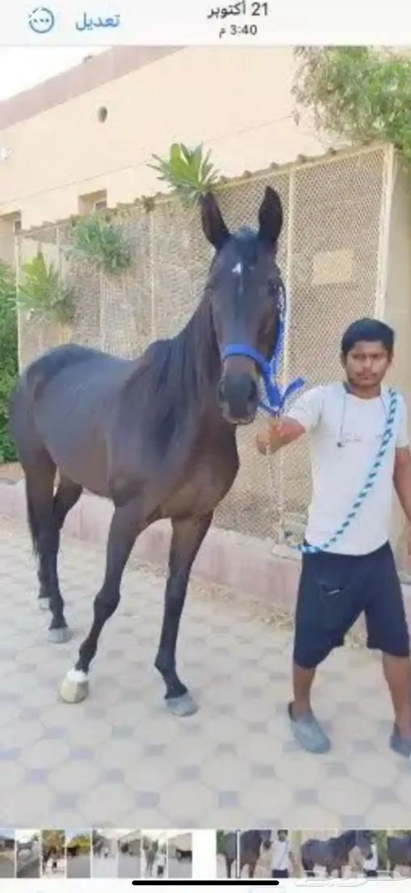 فرس هاديه 0