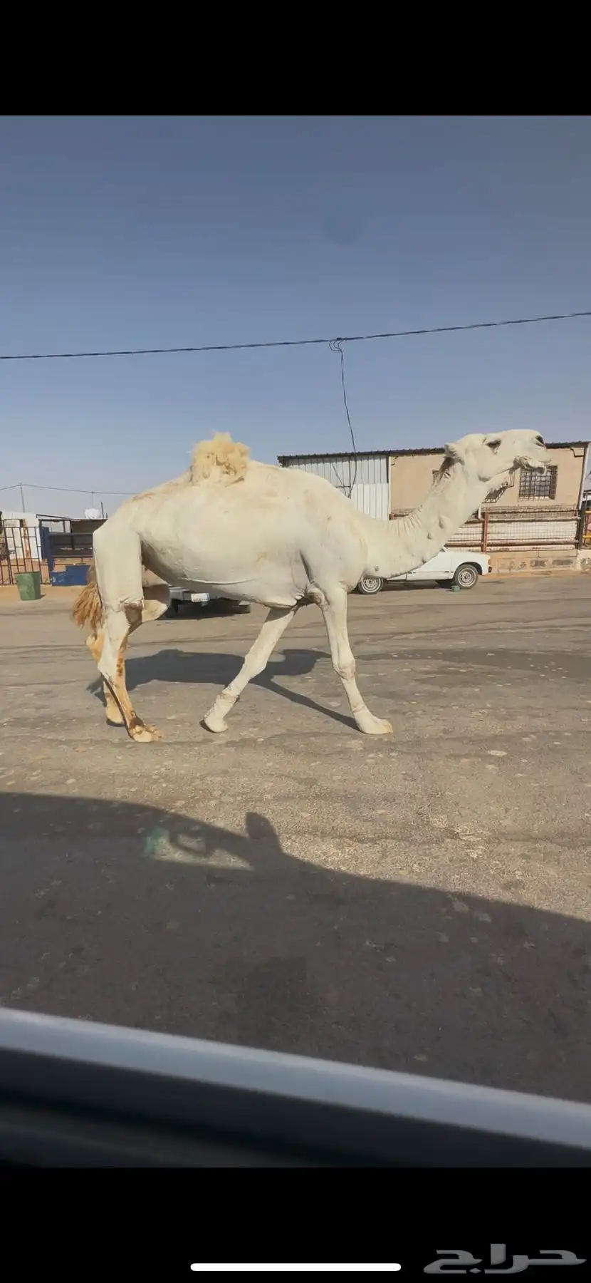 البيع القحه كفو عل شروط بعير طيب وضح 6