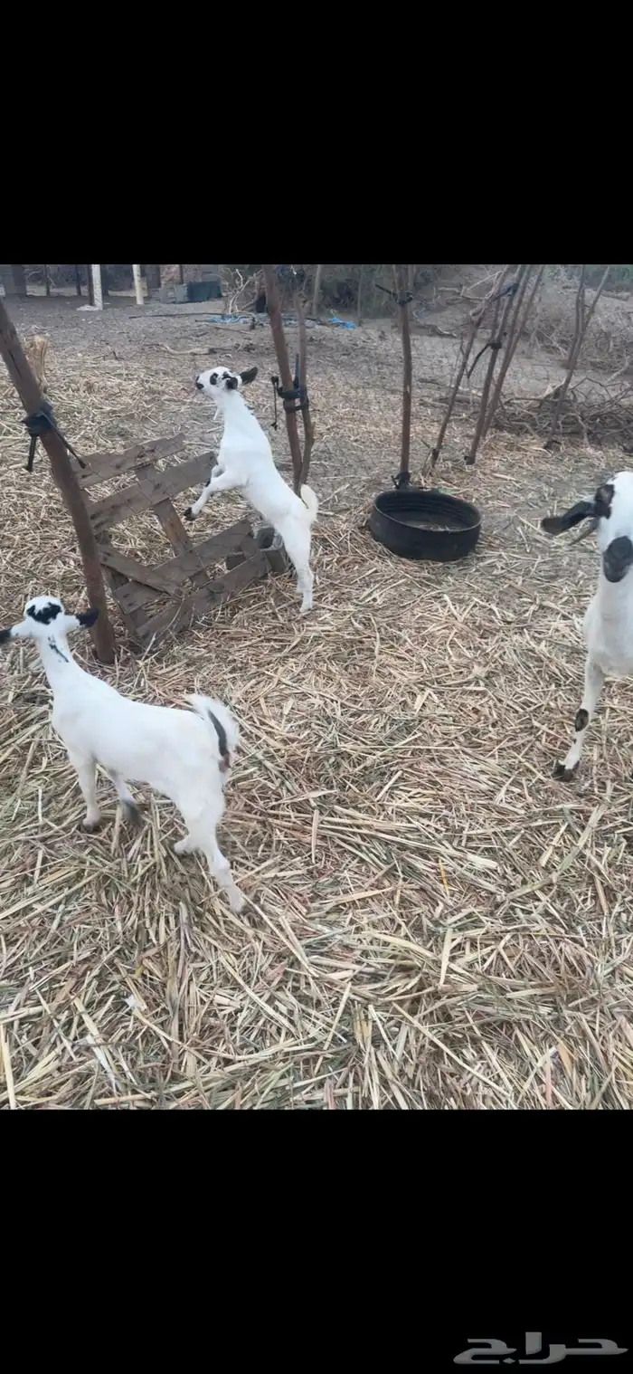 عنز فاخره للبيع 2