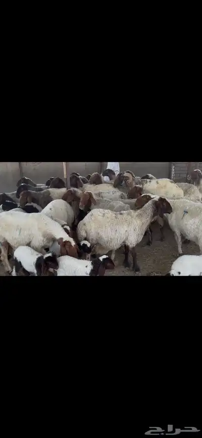 غنم نعيم متابيع . 4