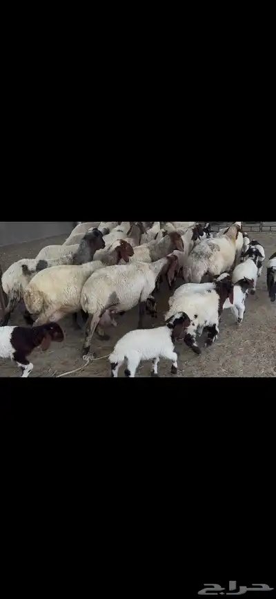 غنم نعيم متابيع . 3