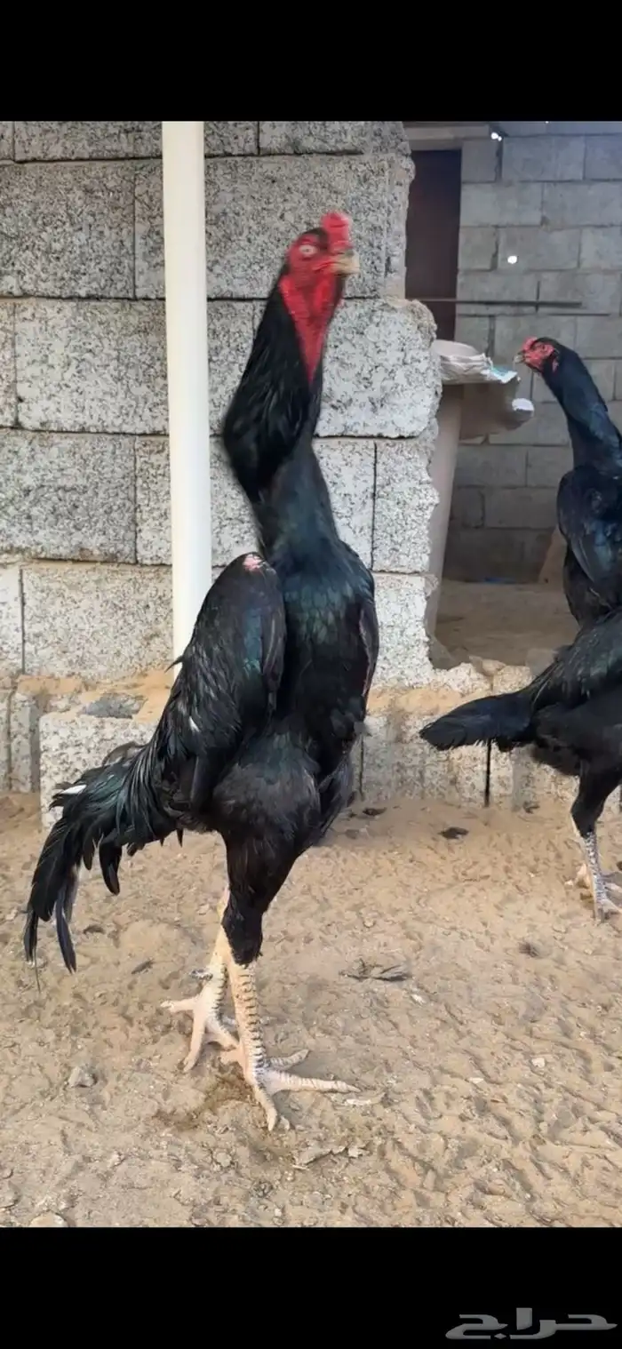 فروخ شامو الماني 6