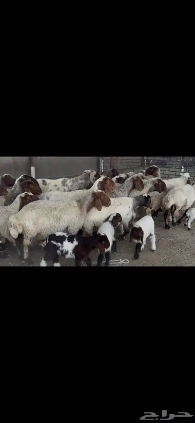 غنم نعيم متابيع . 1