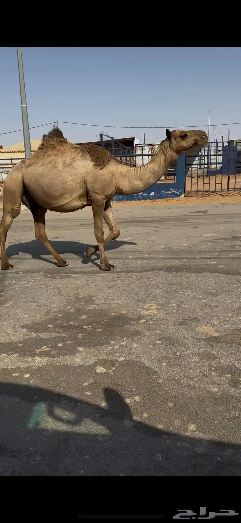 البيع القحه كفو عل شروط بعير طيب وضح 4