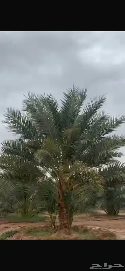 المدينة المنورة منطقة وادي الحمض(خلص) 0
