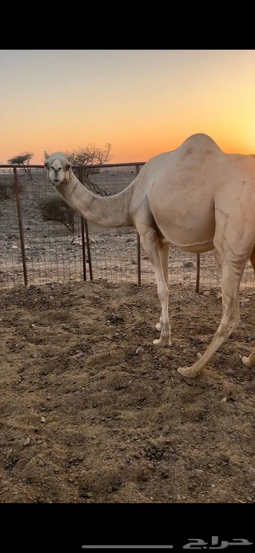ناقه حرة صافيه بشهادتها قريب تلد 2