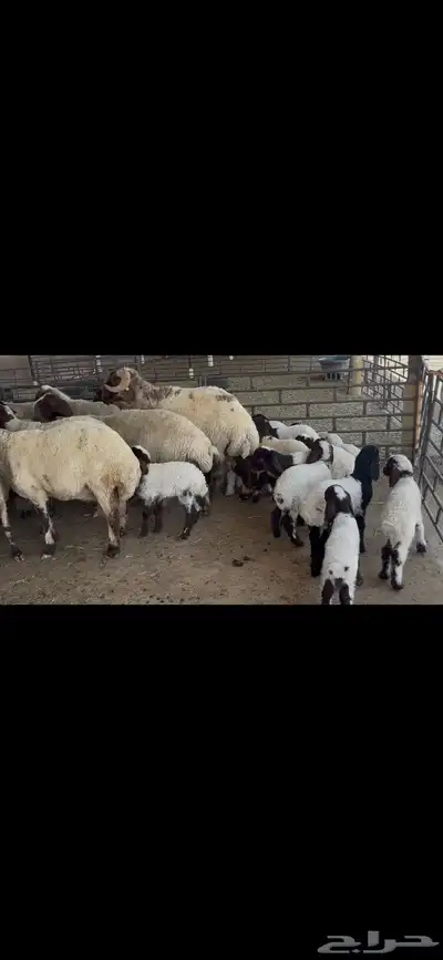 غنم نعيم متابيع . 8