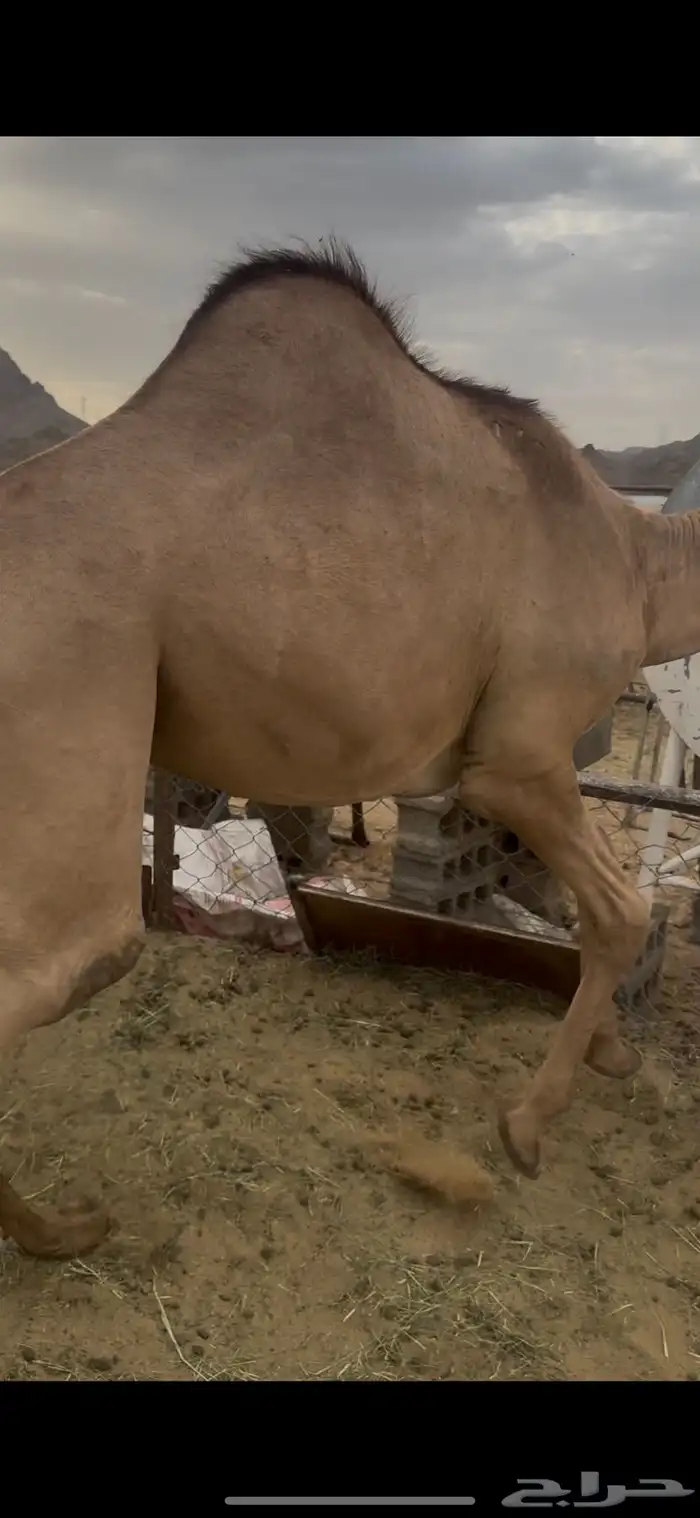 قعدان للبيع 2