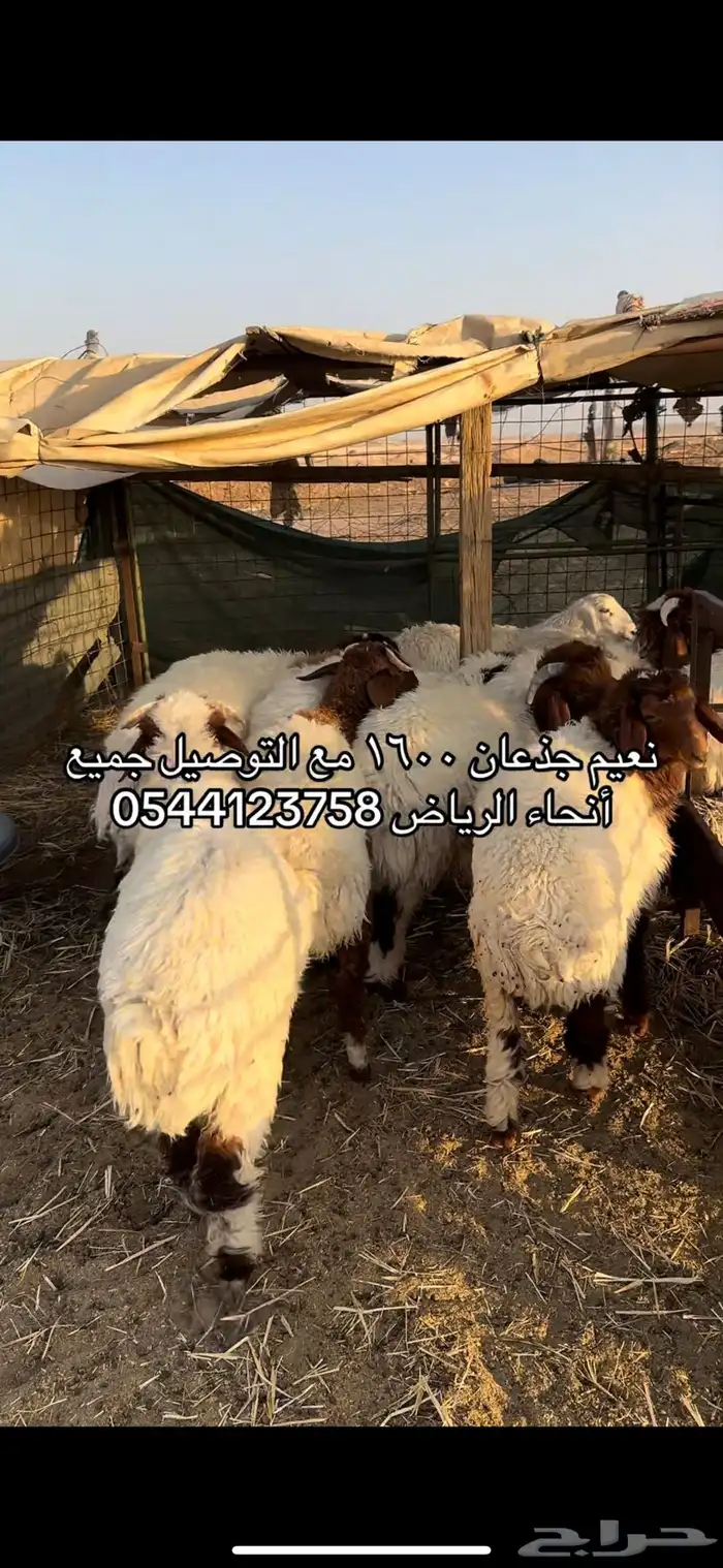 الرياض 0