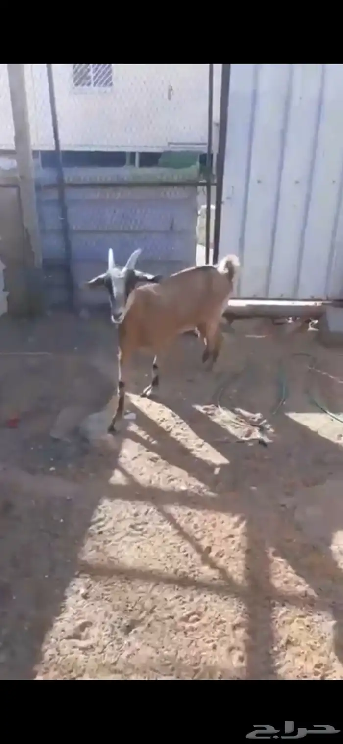 معزاء للبيع 1