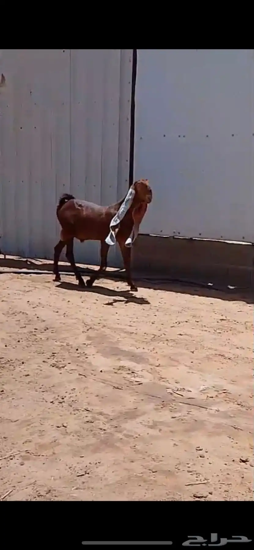 جفر حجازي ناسي خصم تعريف قوي 1