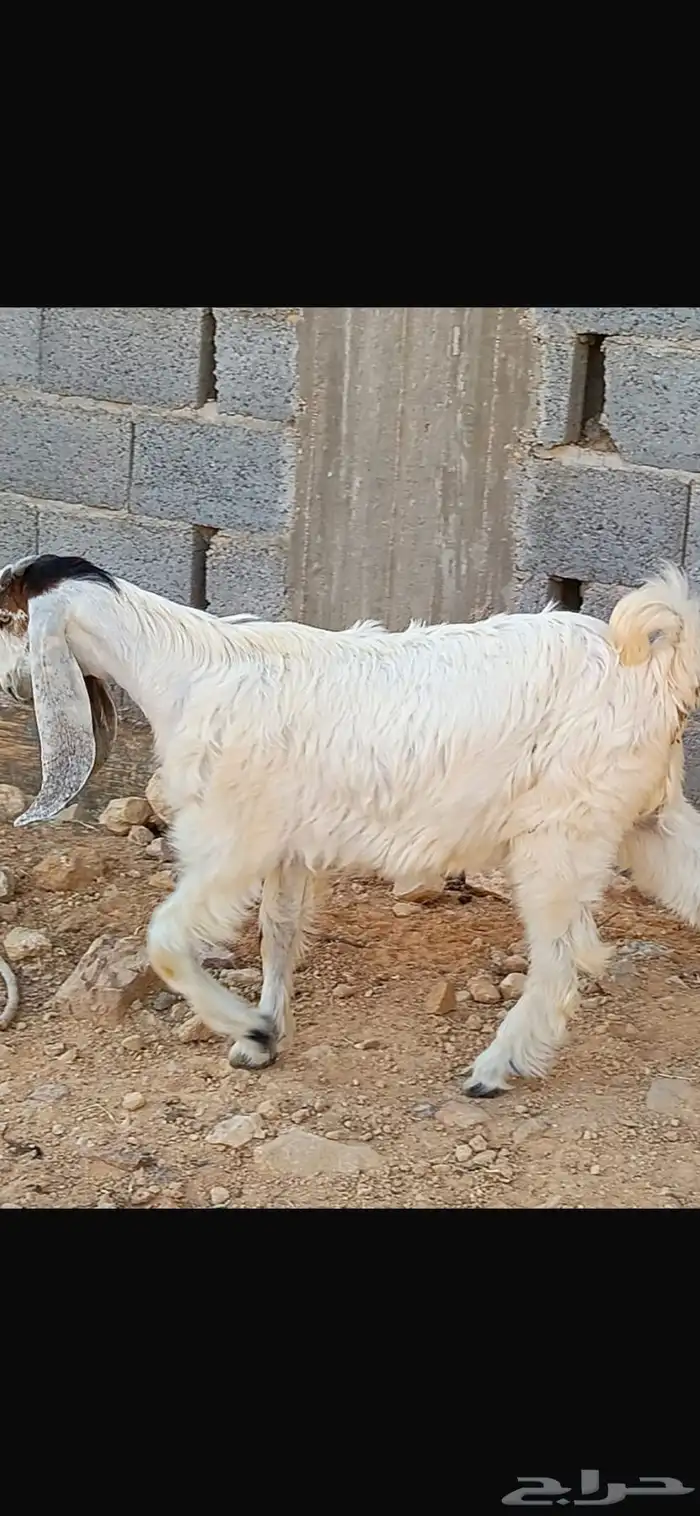 للبيع جفره ذبيحه مغلقه فل 2