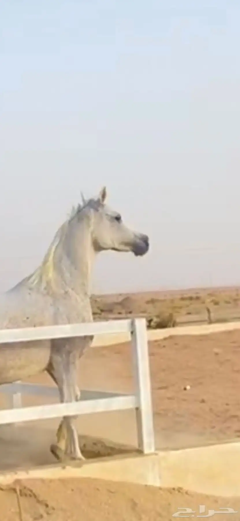 فرس واهو دم مصري بيور عائلة منية النفوس 1