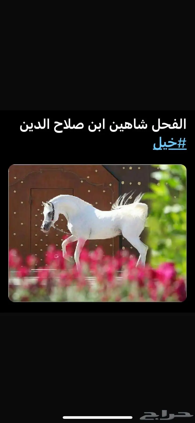فرس واهو دم مصري بيور عائلة منية النفوس 4