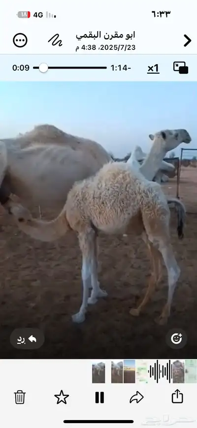 حاشي طيب حليب 1