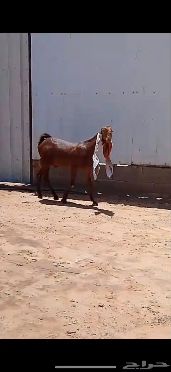 جفر حجازي ناسي خصم تعريف قوي 0