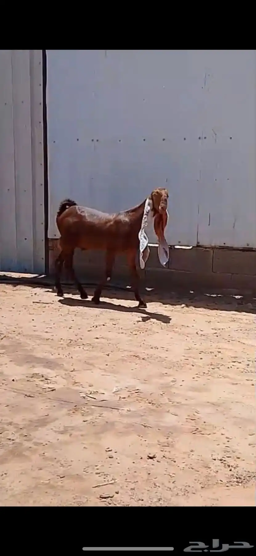 جفر حجازي ناسي خصم تعريف قوي 0