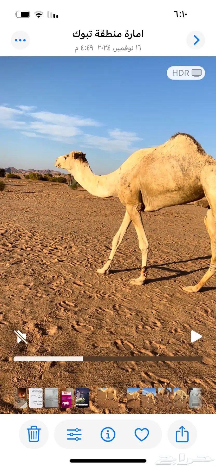 فحل هجن طيب بالانتاج 0