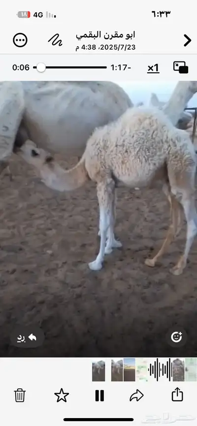 حاشي طيب حليب 0