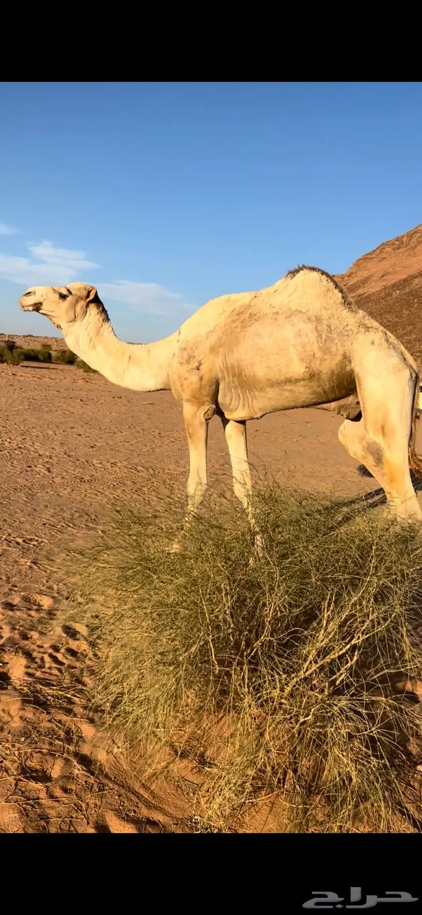 فحل هجن طيب بالانتاج 1