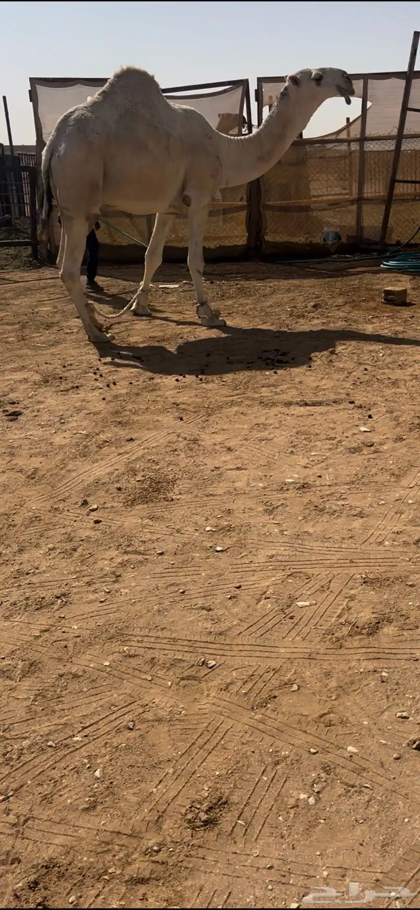 للبيع قعود اوضح ع الحاكم 0