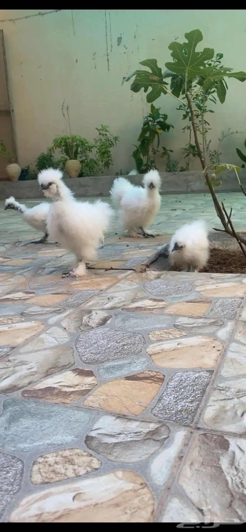 دجاج قطني امريكي TOP 4