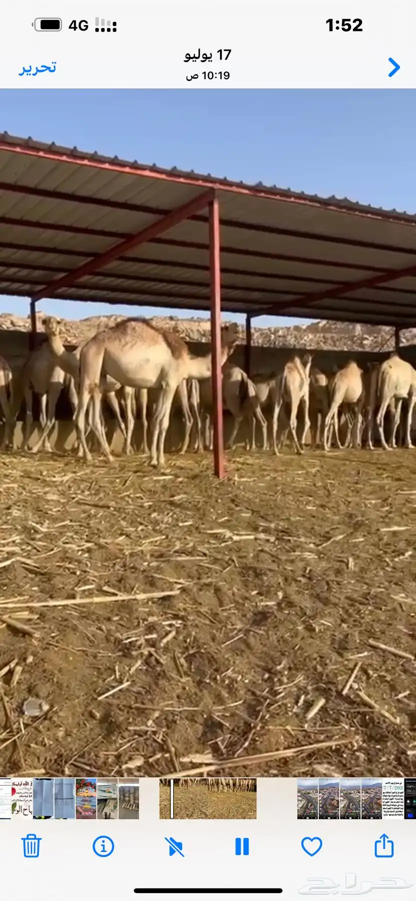 قعدان صوماليه مرباه أكثر من خمسة أشهر عدد 40 0