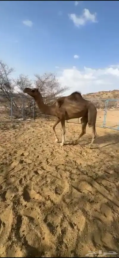 بكره ثنيه من بغاها رحول ولا مقنا 1