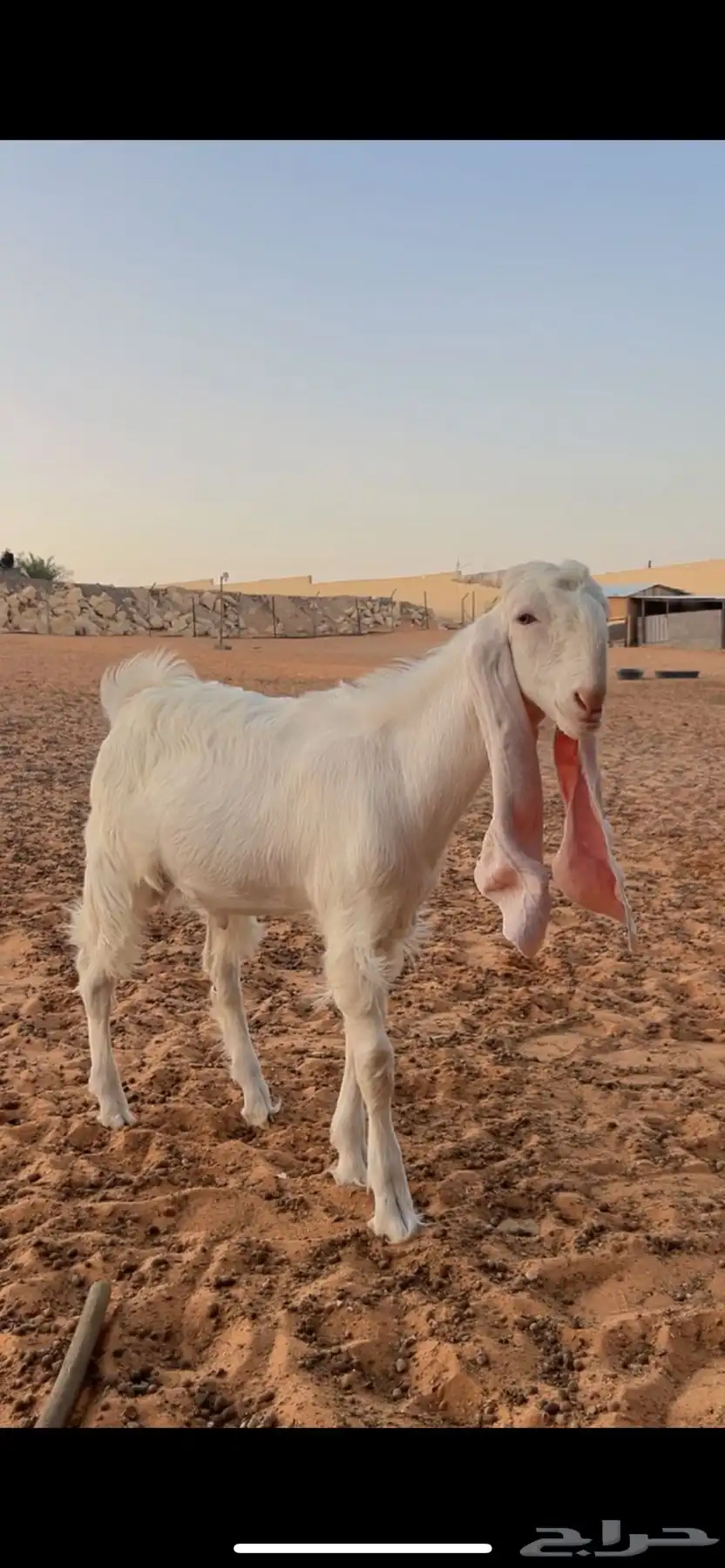 تيس مطور فاخر 0
