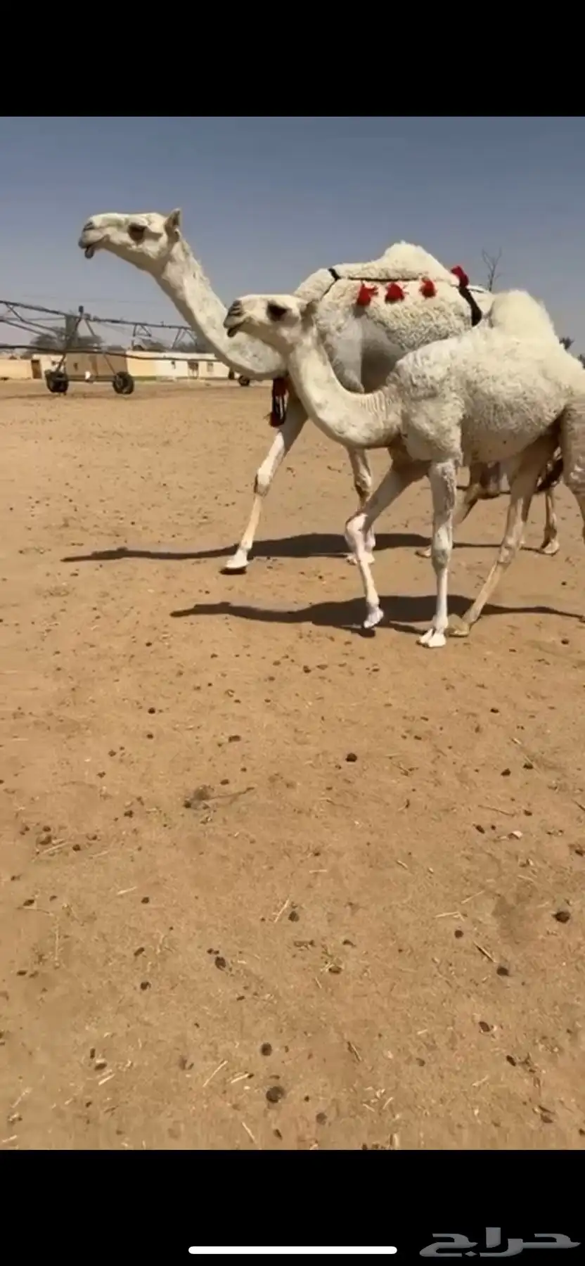 للبيع عشراء وضحا سنها جذعه تحتها بكره رمانيه كفو 1