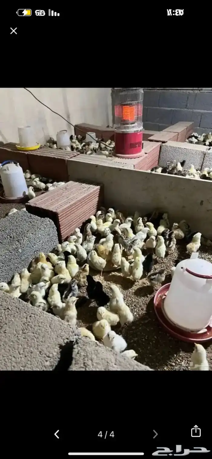 بيض بلدي مخصب نظيف ع الشرط 1