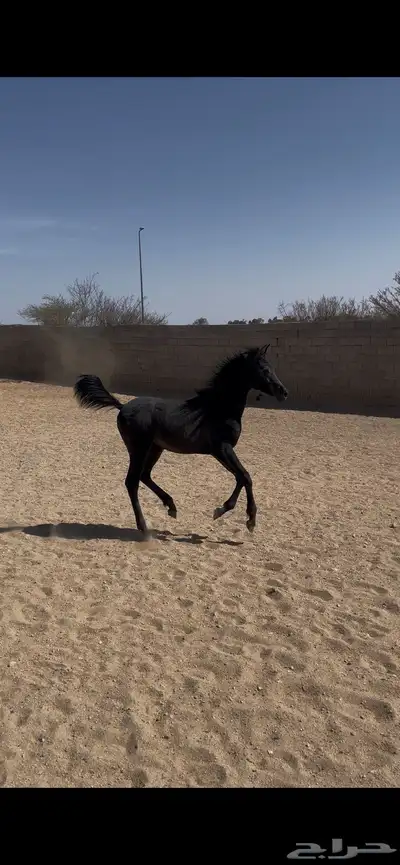 مهر للبيع اقبل معاريض غير الخيل 0
