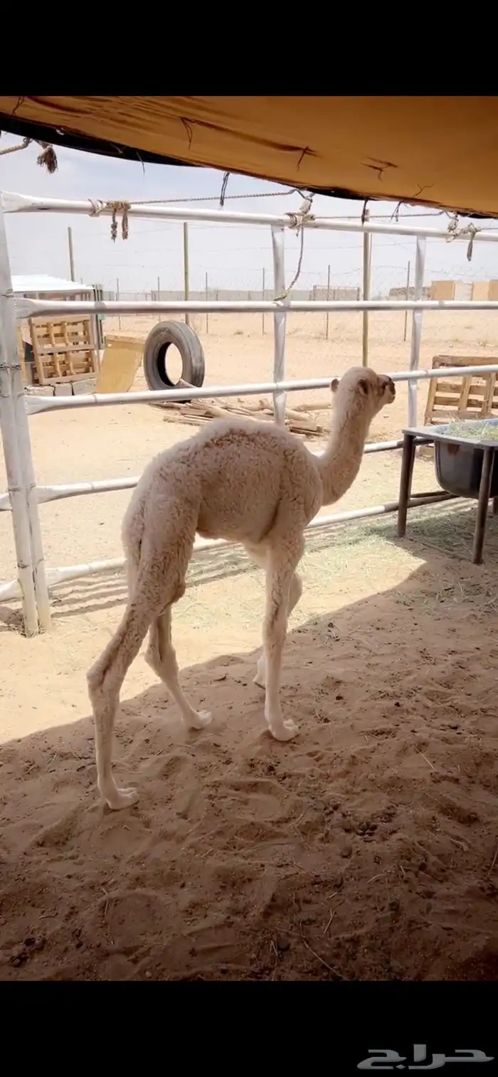 قعود ضيار وقعود تربيه 0