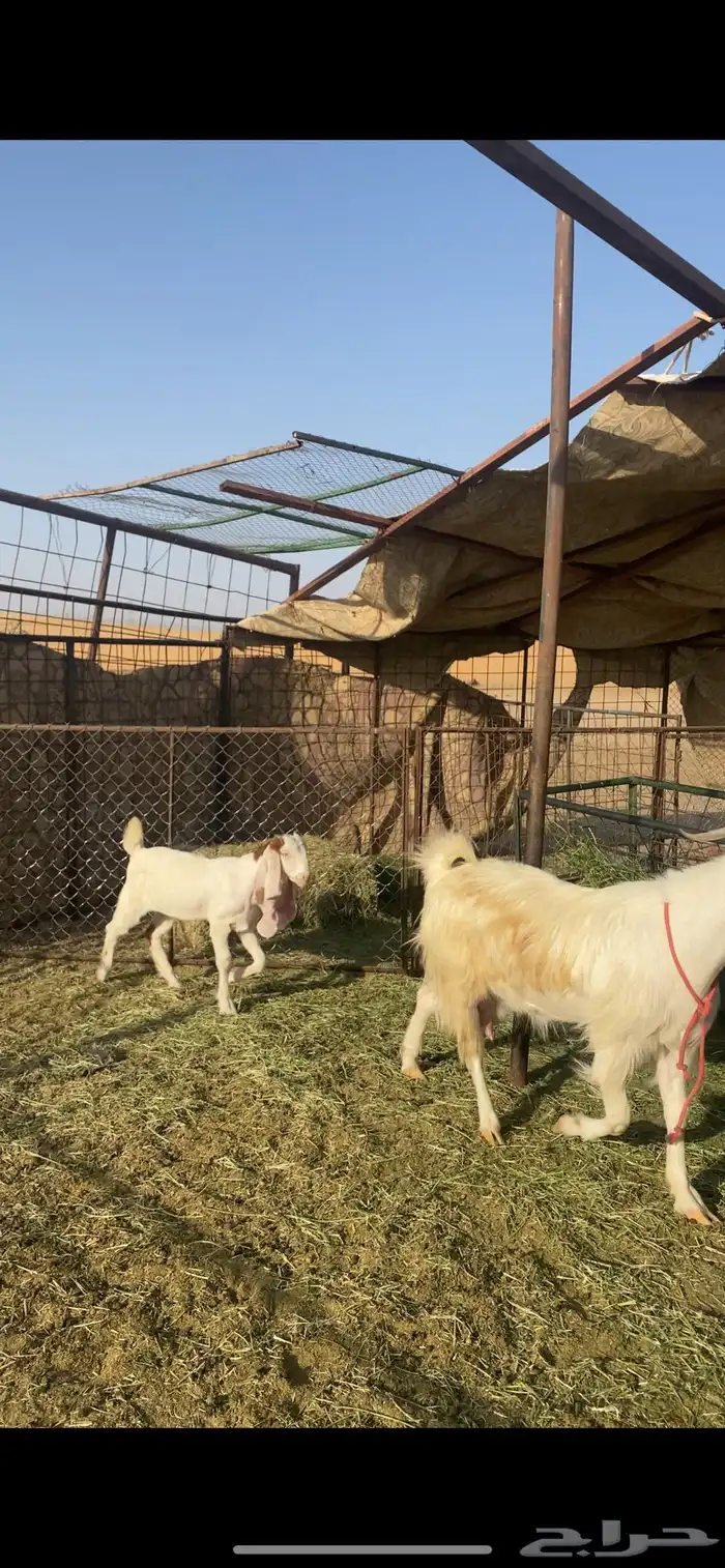 عنز تحتها جفرة مستقققبل 2