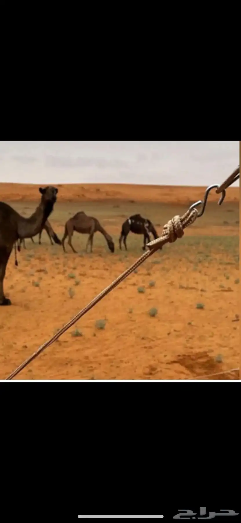مطلوووب ابل صفر او شعل 0