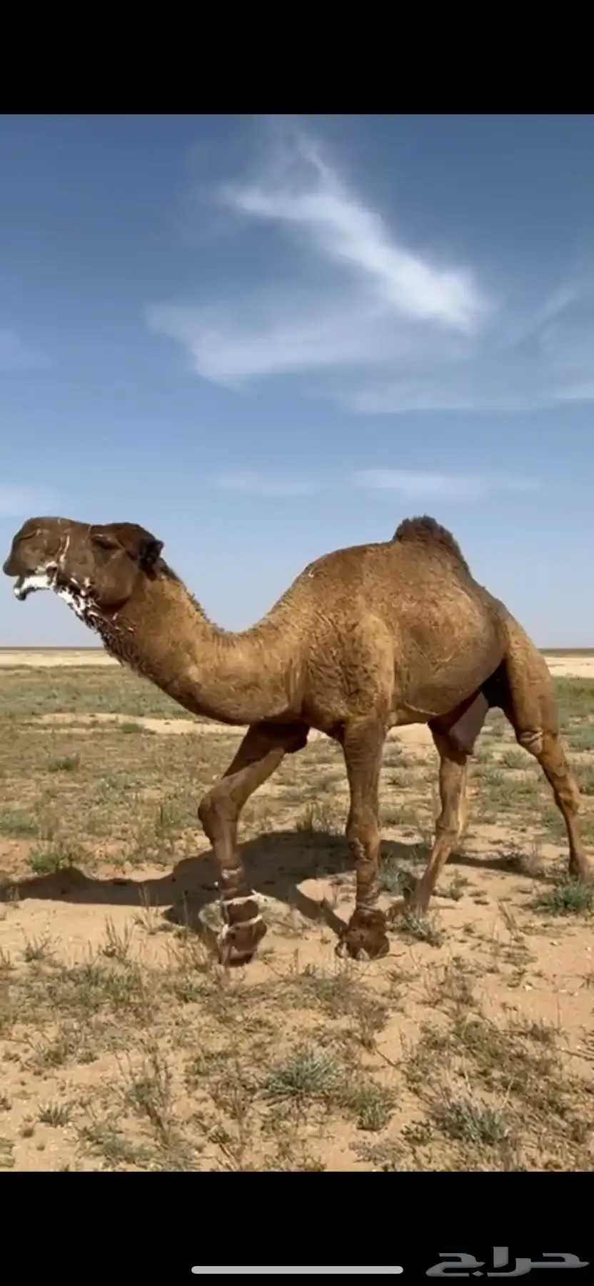 بعير منتج ساسه على الاجرب تمم البيع 0