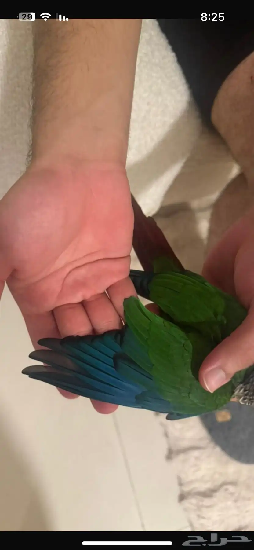 ببغاء 0