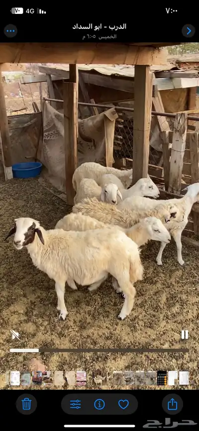 الدرب 3