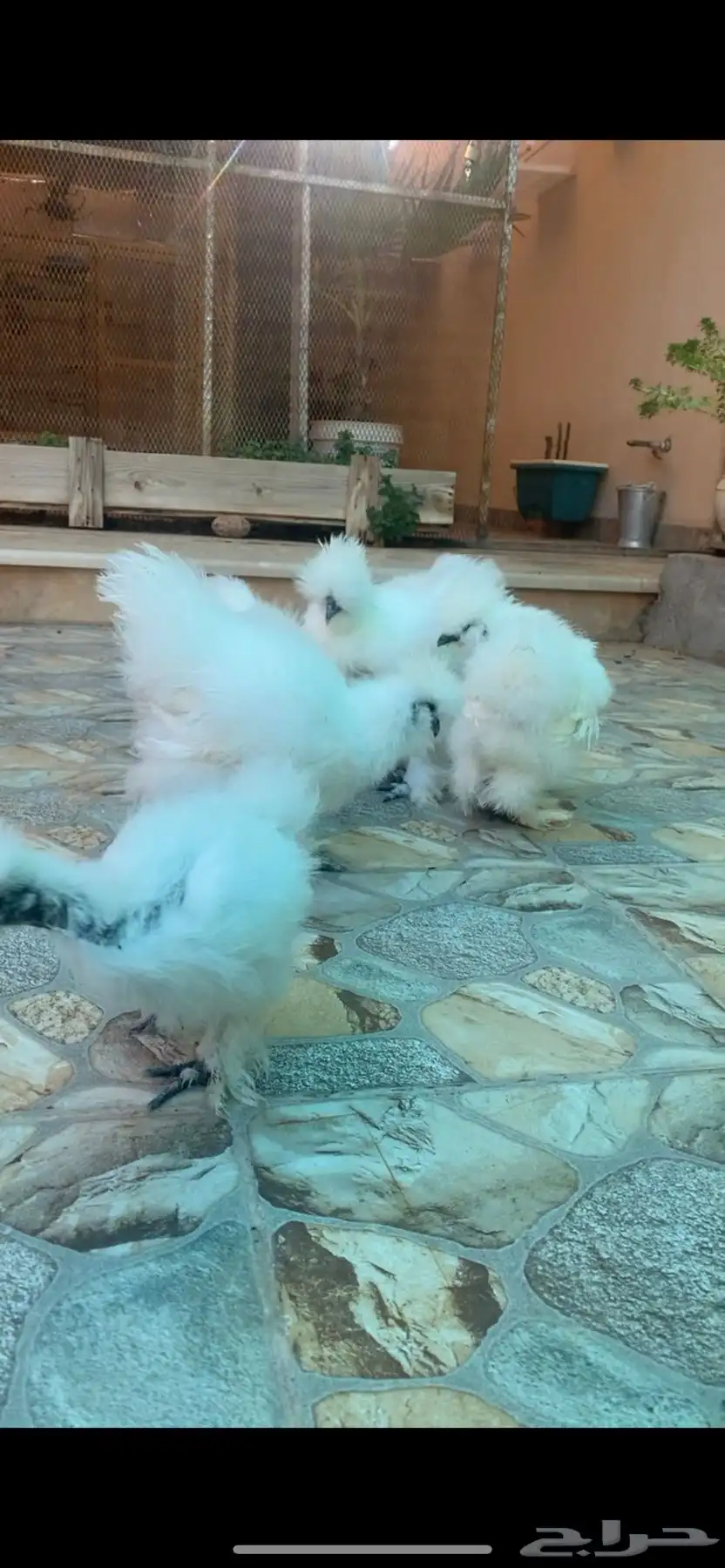 دجاج قطني امريكي TOP 1